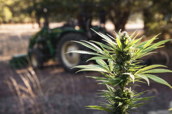 close up of plant with tractor in the background
